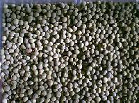 bhindi seeds
