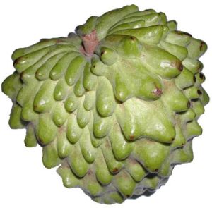 Annona Cherimola Plant