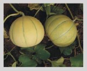 Kanakpuri Muskmelon Seeds