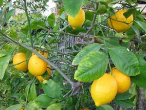 Lemon Plant