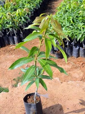 Mango Plant