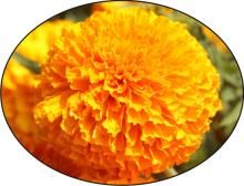 Orange Marigold Seeds