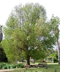 Sandalwood Plant