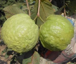 Thai Guava Plant