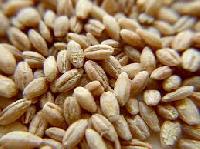Hulled Barley Seeds