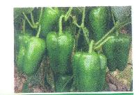 Green Capsicum Seeds