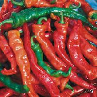 Hot pepper seed