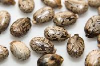 Castor Oil Seed/ Beans