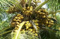 Hybrid Coconut Plant