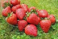 Strawberry Plants