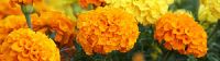 Marigold Flowers