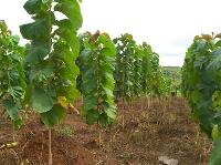 Teak Plant Saplings