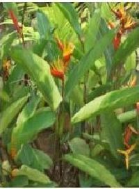 heliconia plant