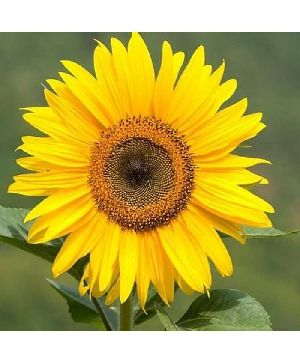 Hellianthus (Sunflower) Sunset