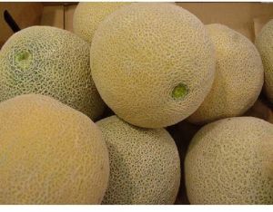 muskmelon