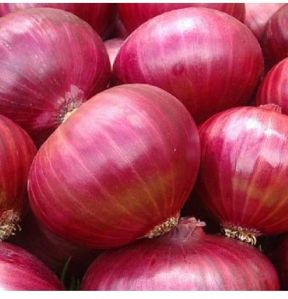 Onion