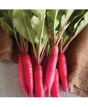 Red Radish