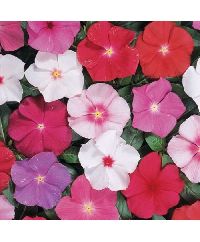 vinca rosea