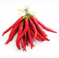 Hot pepper seed