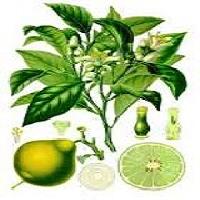 Bergamot