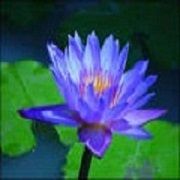 Blue Lotus