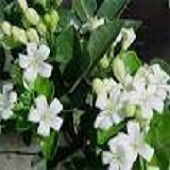 Fresh Jasmine Flowers