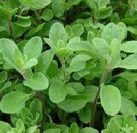 Marjoram