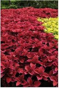 coleus plant