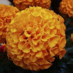 African Marigold F2 Dwarf Orange Flower Seed