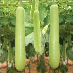 Bottle Gourd Long Seeds