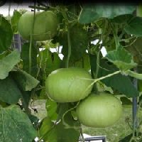 Bottle gourd round seeds