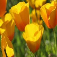 California Poppy Orange Seeds