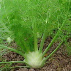 Fennel Florence seeds