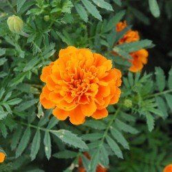 French Marigold orange seeds