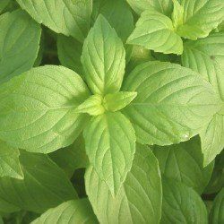 green basil