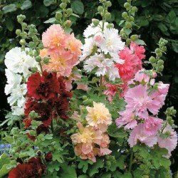 Hollyhocks Double Dwarf mix seeds