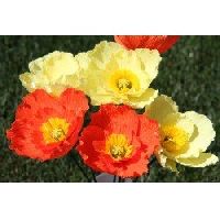 Iceland Poppy mix seeds