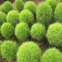 Kochia Burning Bush Seeds