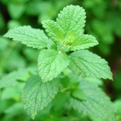 Lemon Balm seeds