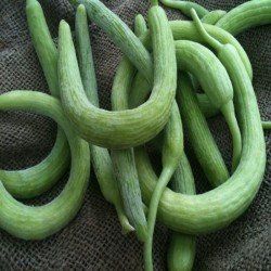 Long Mellon seeds