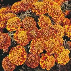 Marigold honeycomb mix seeds