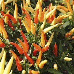 Pan American Ornamental Pepper seeds