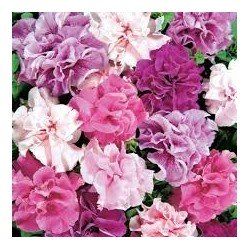 Pan American Petunia Double Cascade mix seeds