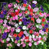 Petunia Dwarf Mix seeds