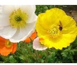 Poppy Iceland mix seeds