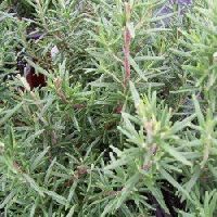 Rosemary Seeds