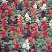 Salvia Splendens F1 Flower Seed