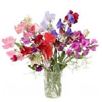 Sweet Peas Mix Seeds