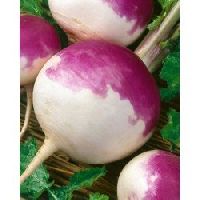 Turnip Purple Top seeds