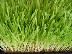 barley grass